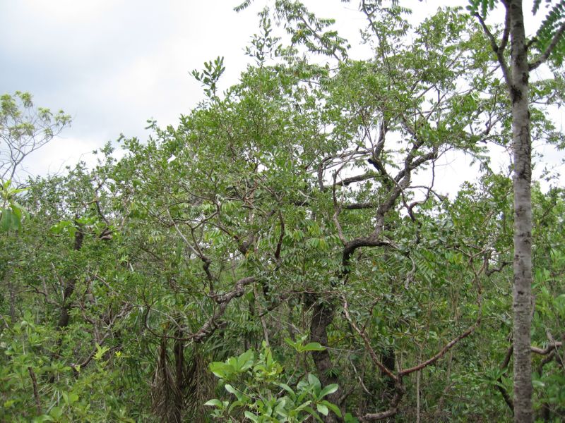 2008-01-09 Chapada (06)